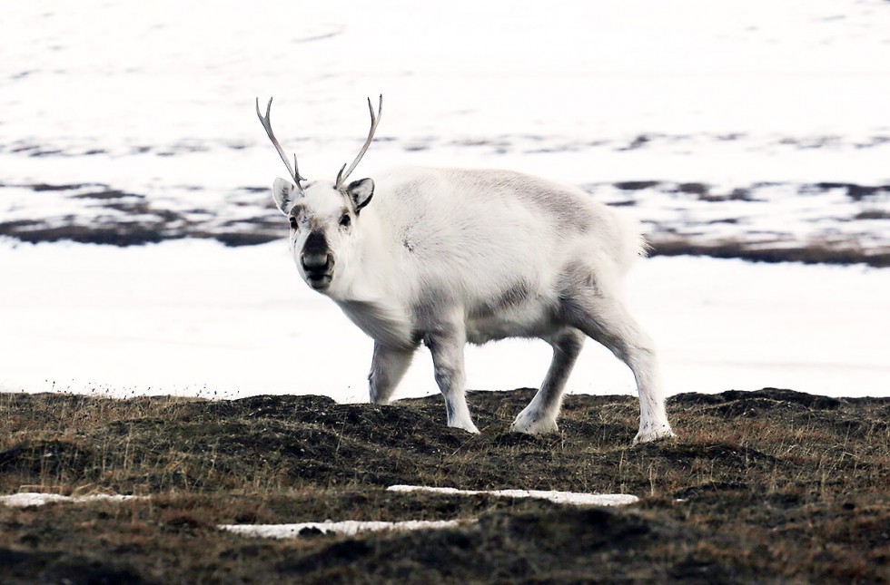ren-svalbard