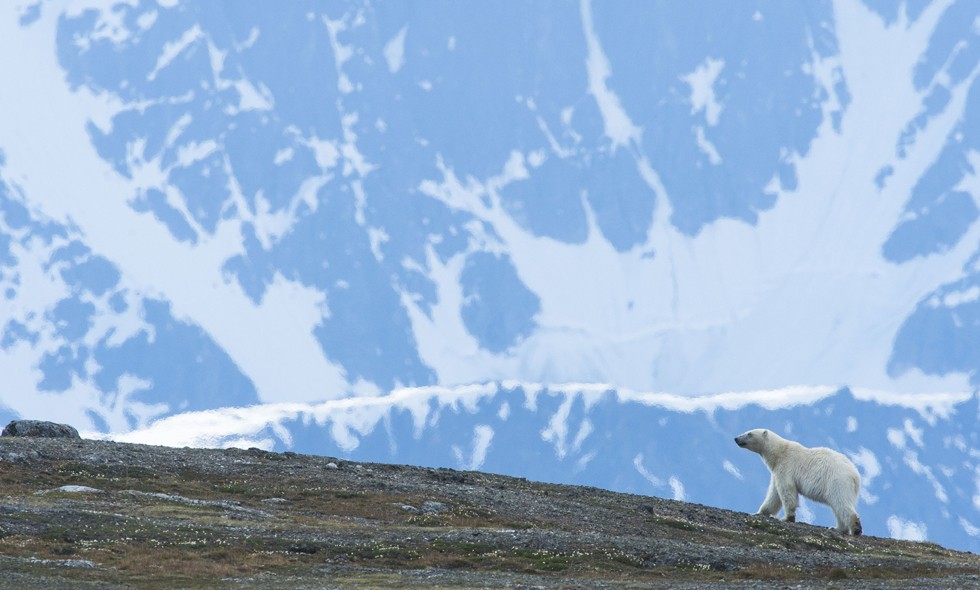 Polar bears, Svalbard, 