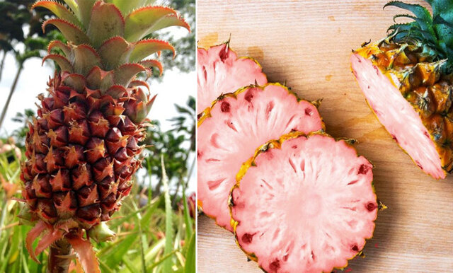 Rosa ananas är frukten vi alltid velat ha – nu finns den äntligen att köpa!