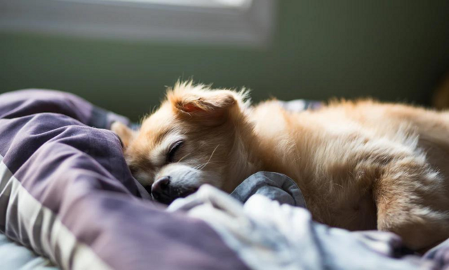 Studie visar: Kvinnor får bättre sömn av att sova med hunden