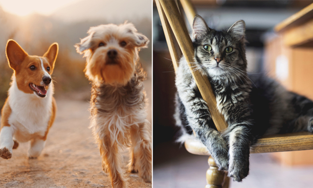 Ny studie visar: Därför är hundägare lyckligare än kattägare