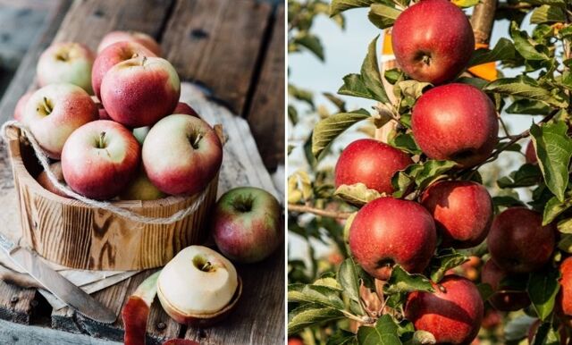 3 nyttiga anledningar till varför du ska dricka äppelcidervinäger