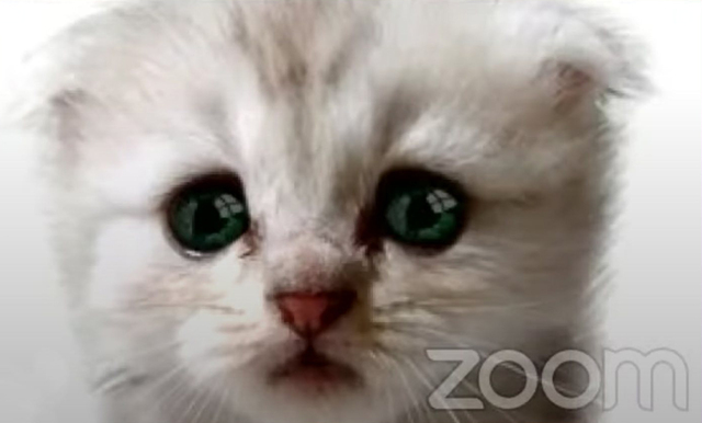 “I’m not a cat” – här är Zoom-klippet som tagit världen med storm