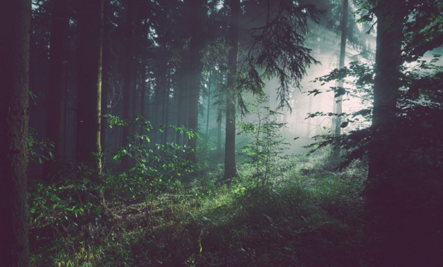 Därför kan skogen vara läkande – och få dig att må bättre