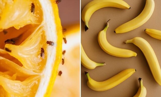 Hur får man bort bananflugor?
