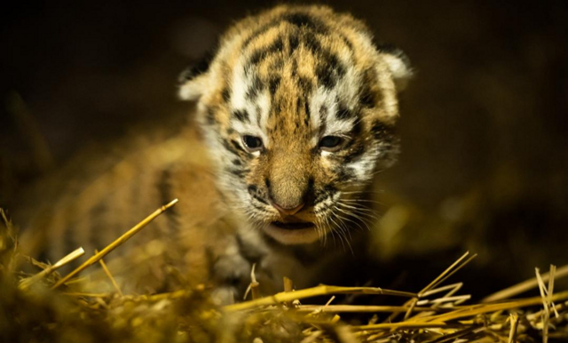 Tigerunge född på Nordens Ark – Almaz är amurtigrarnas nya familjemedlem
