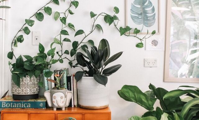 Så inreder du ditt hem med växter – 3 tips