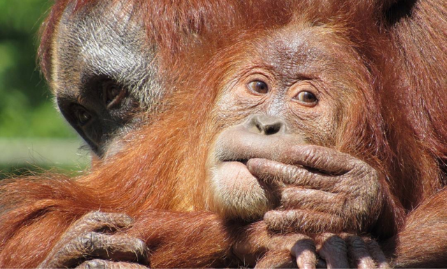Orangutangen visar upp sin nyfödda unge – se det virala klippet här!