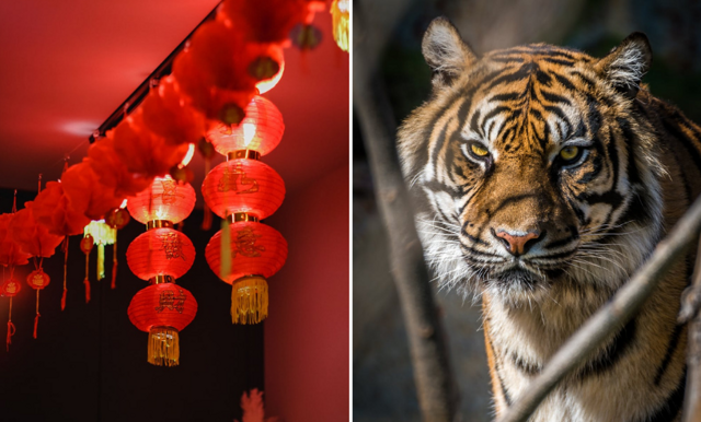 Kinesisk astrologi: Så blir Tigerns år 2022 för samtliga tecken