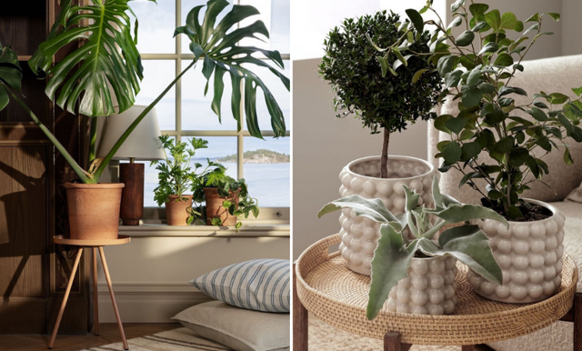 7 växter som renar din luft hemma
