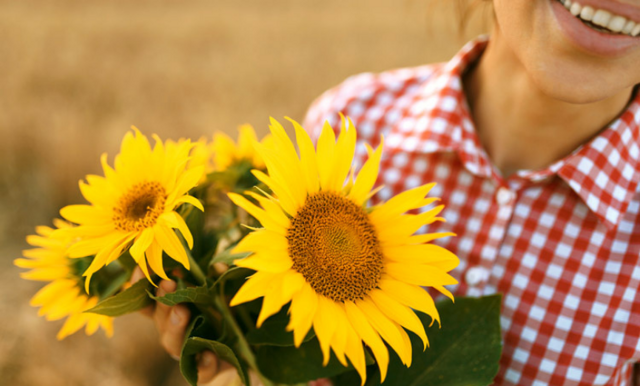 Skötselråd solros – sommarens stoltaste blomma