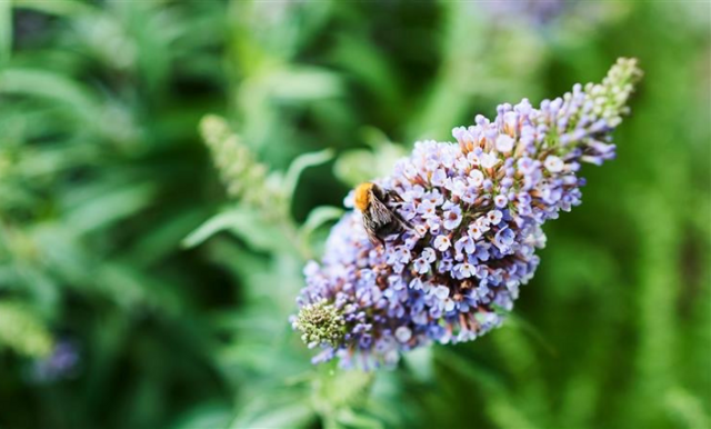 Fem pollineringsvänliga tips under Pollineringsveckan