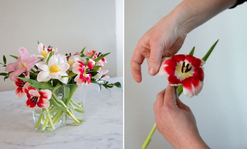 Tulpaner på nytt sätt – så viker du ut tulpanbladen