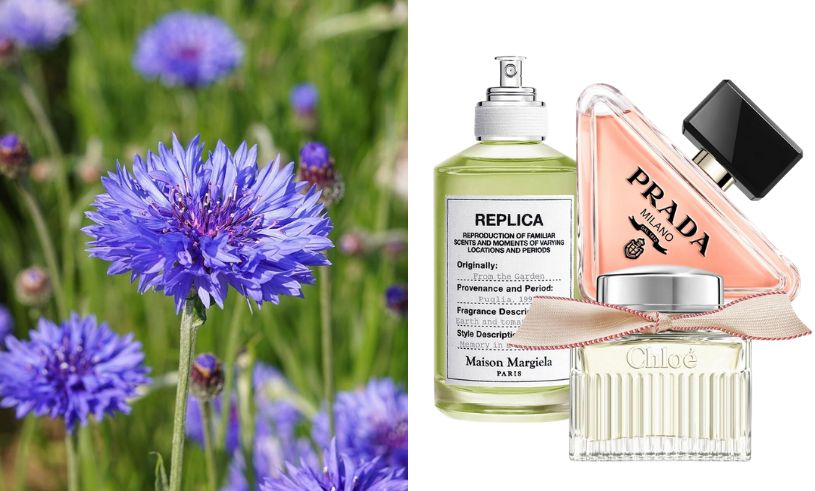 Vårens bästa parfymer 2024 – härliga nyheter och tidlösa klassiker!