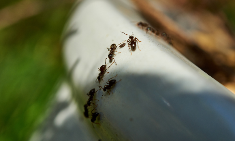 Så får du bort myror i trädgården – 6 husmorstips