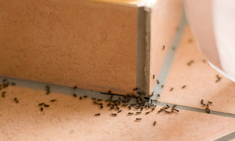 Så blir du av med myror – med saker du har i skafferiet