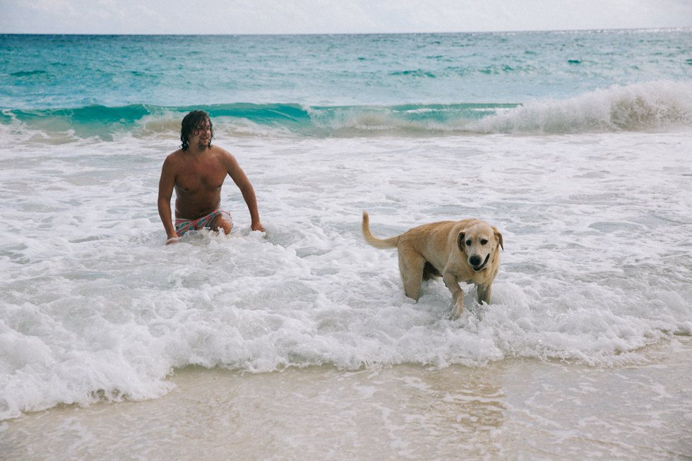 beach-dog