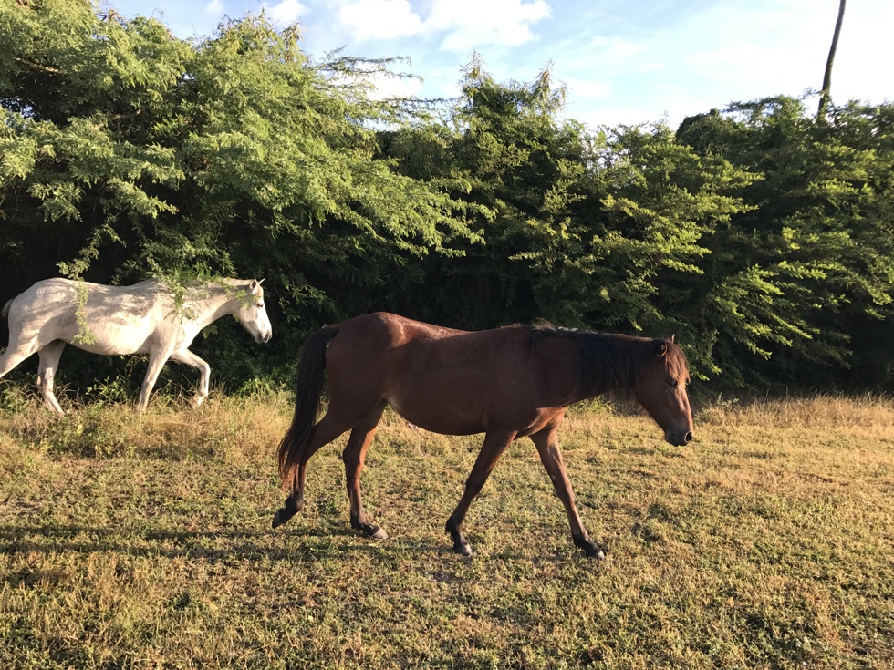 Horses Vieques