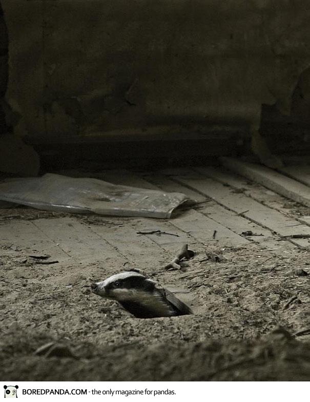 abandoned-house-animals-kai-fagerstrom-18