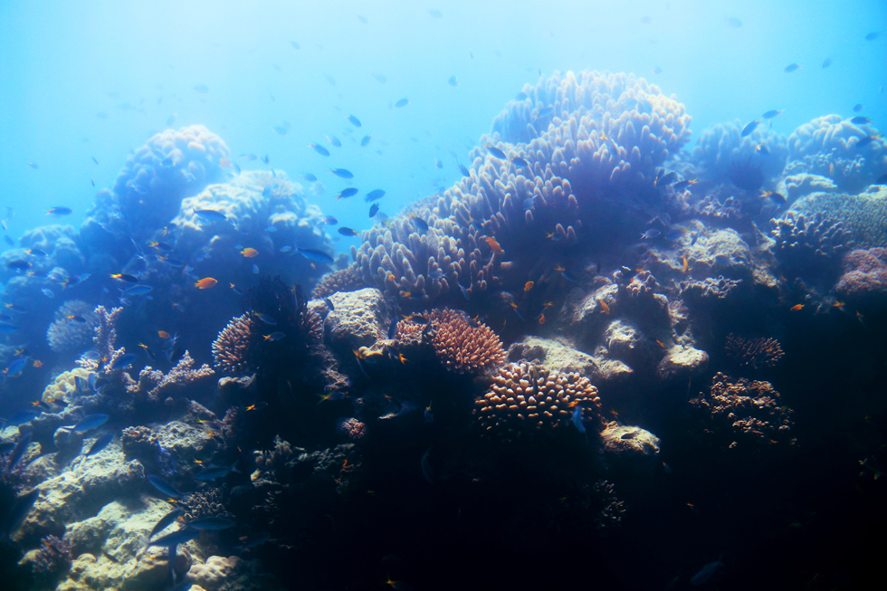korall stora barriärrevet - sara edström19