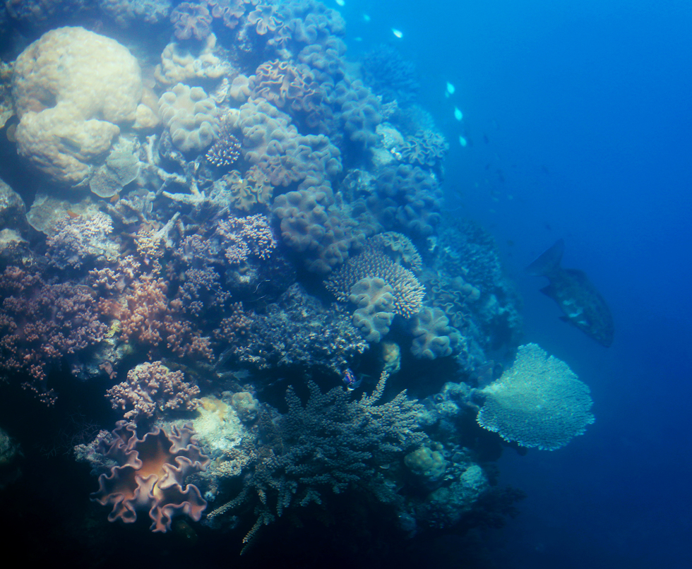 korall stora barriärrevet - sara edström20