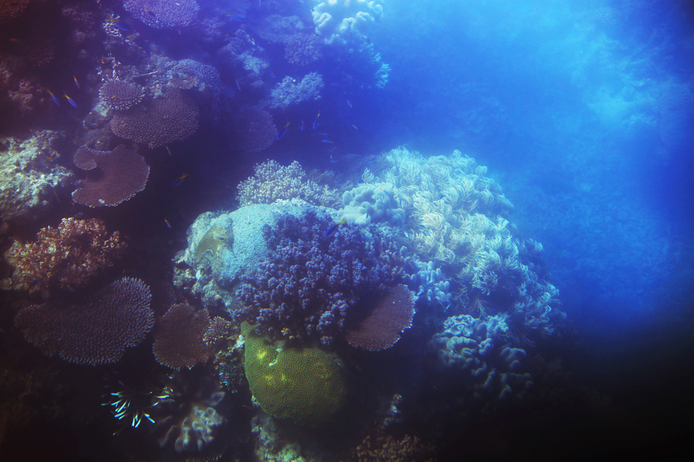 korall stora barriärrevet - sara edström28