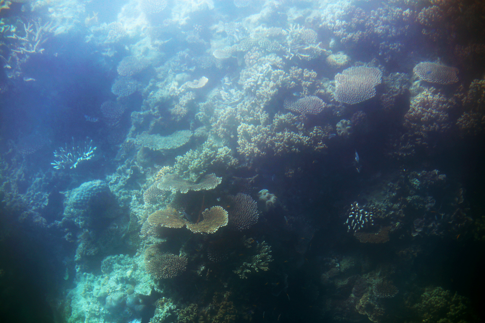 korall stora barriärrevet - sara edström29