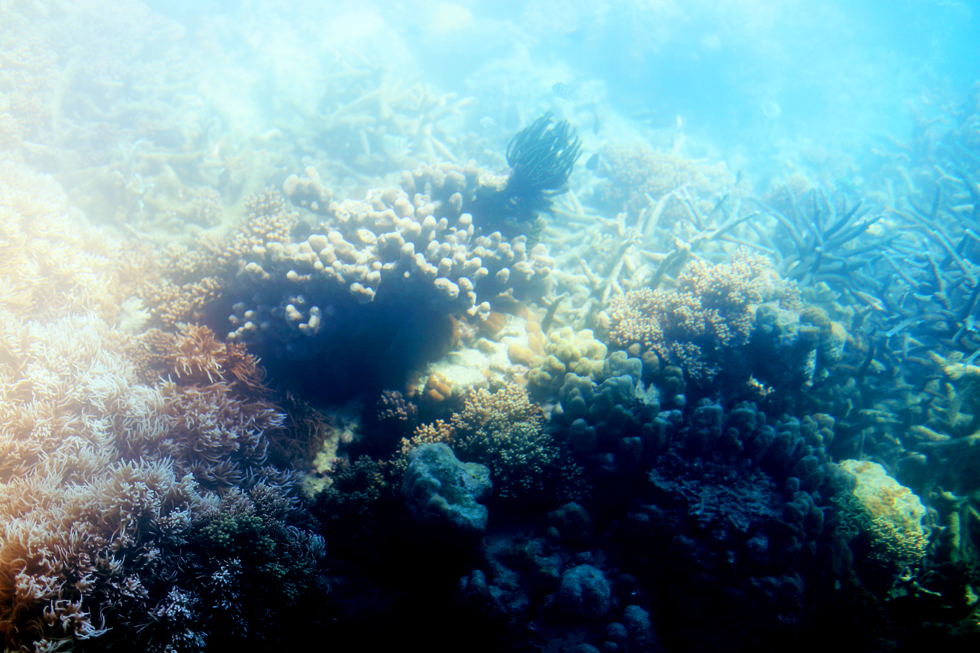 korall stora barriärrevet - sara edström31