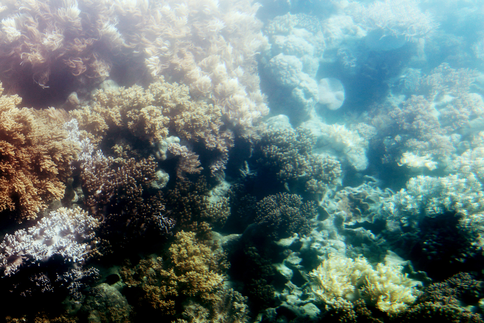 korall stora barriärrevet - sara edström33