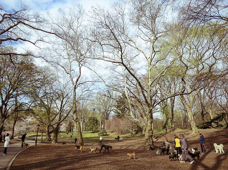 Löpning i Central Park