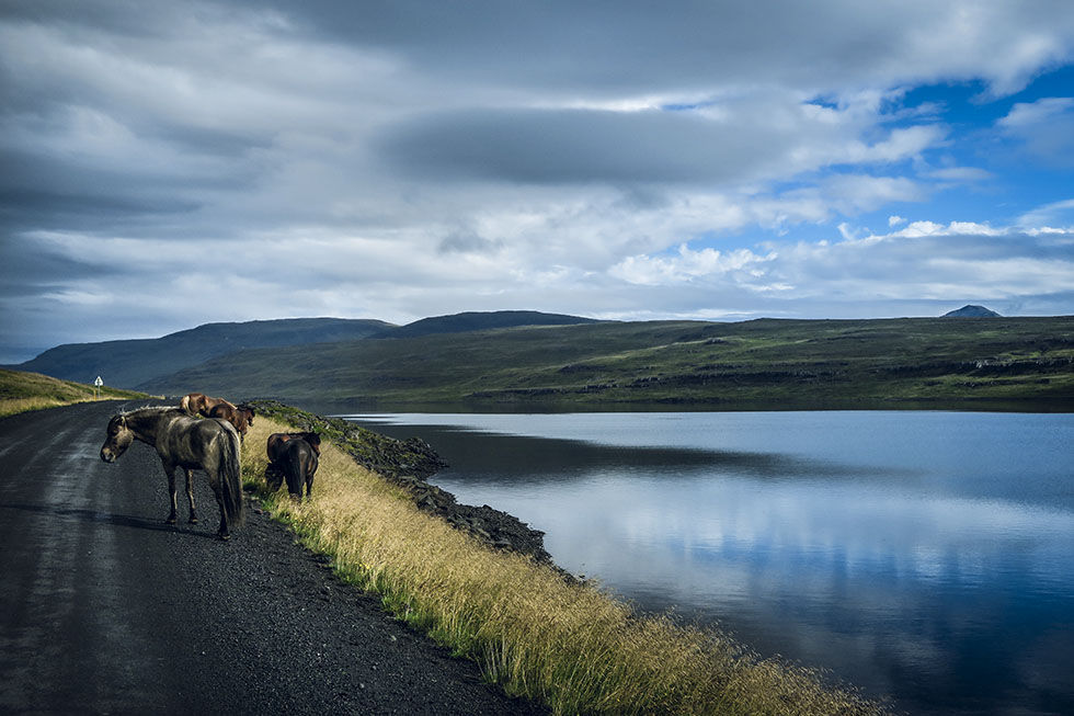 Islandshästar - ridning på Island