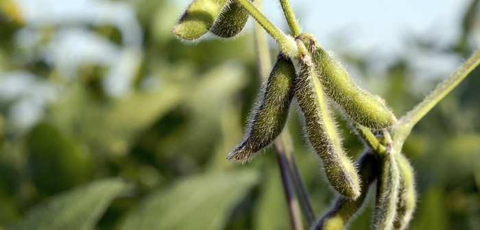 Growth Soybeans