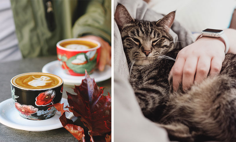 katt-cafe-kattcafe