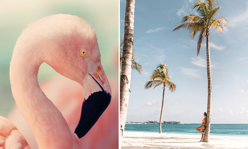 flamingos-bahamas
